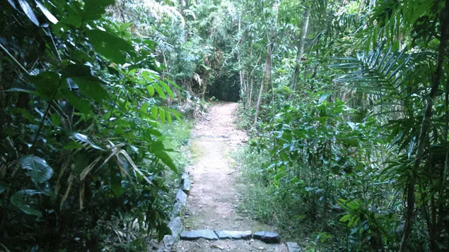 Photo along a jungle path crossing Cape Tribulation.
