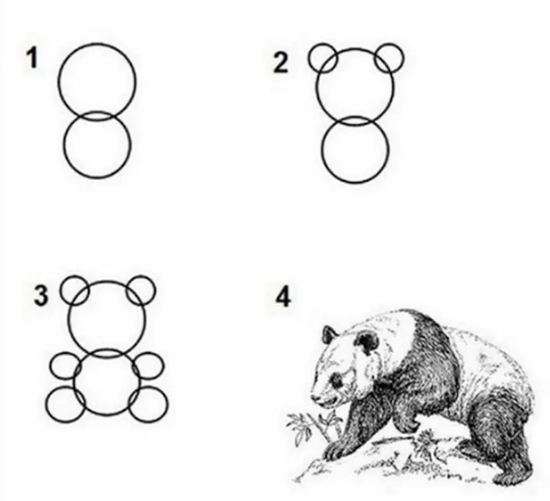 Picture of the four steps of how to draw a panda.